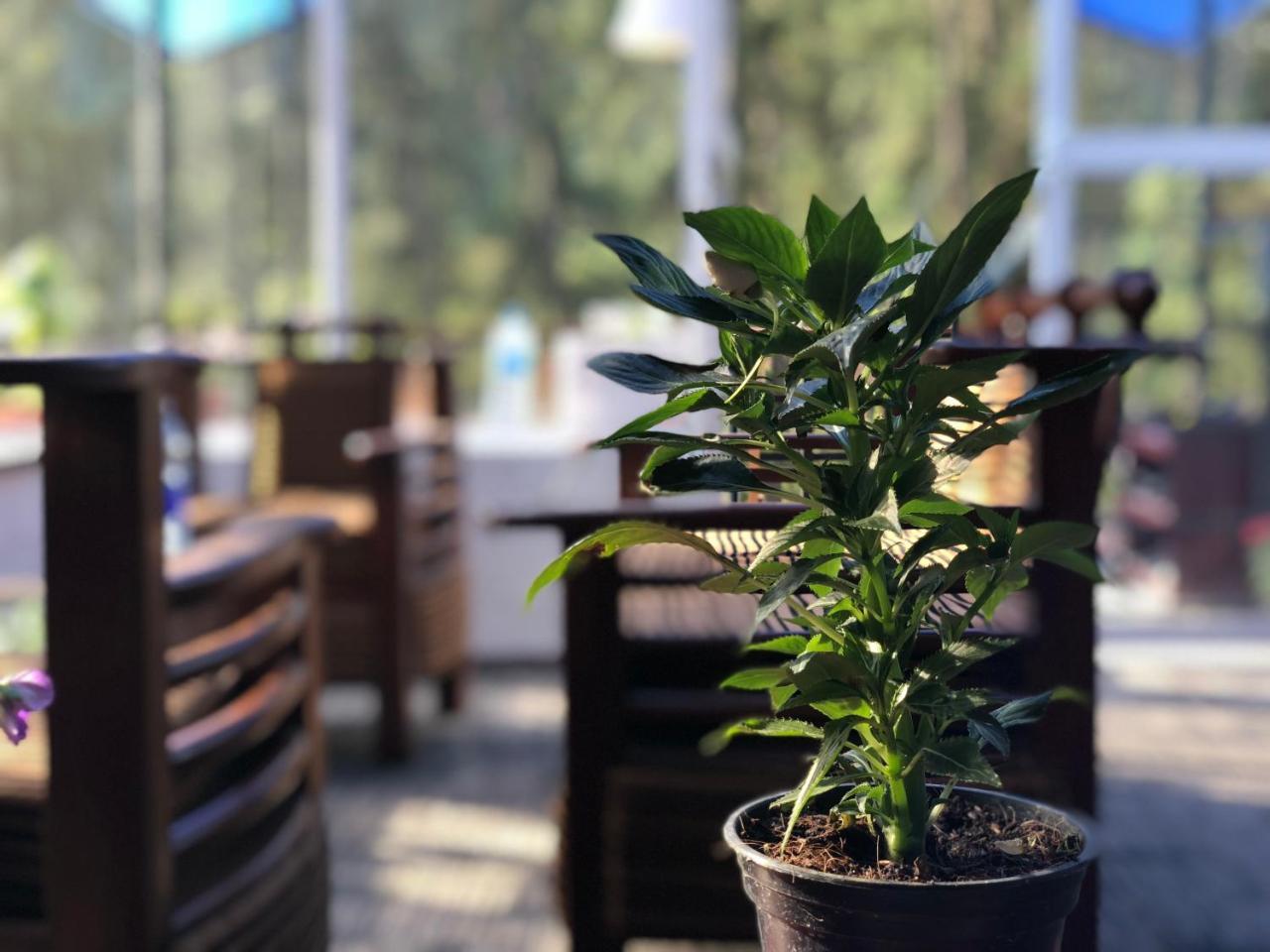 엘라 Hi Lanka Backpackers (Adults Only) 호스텔 외부 사진